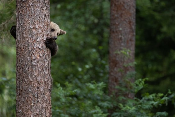 Braunbär versteckt sich hinter einem Baum