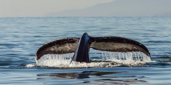 Wal taucht unter unt zeigt seine Schwanzflosse