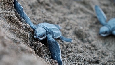 Babyschildkröte auf dem Weg ins Meer