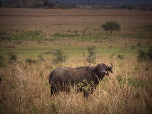 Kaffernbüffel posiert bei Sonnenuntergang