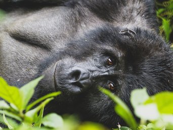 Ein Gorilla blickt uns in die Augen.