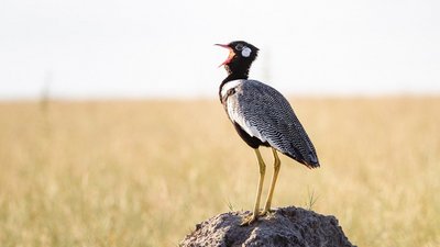 Botswana Gackeltrappe