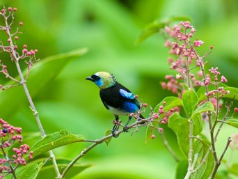 Maskentangar zwischen zwei rosa Blüten in Costa Rica