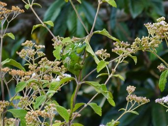 Chamäleon herangezoomt