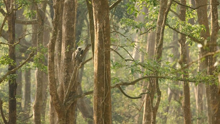 Ein Nepalesischer Hanuman-Langur sitzt auf einem Baum