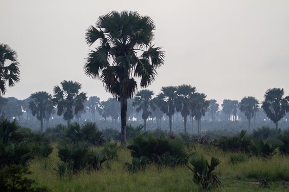 Palmengeprägte Landschaft in einem Nationalpark Ugandas