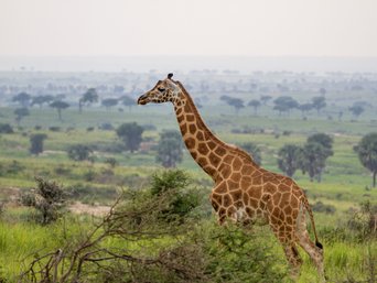 Rotschildgiraffe im Vordergrund und grüne Landschaft im Hintergrund