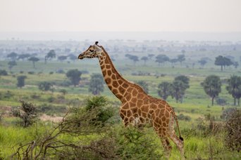 Rotschildgiraffe im Vordergrund und grüne Landschaft im Hintergrund