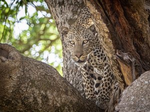 Leopard in Uganda in Nahaufnahme