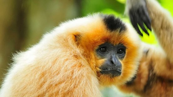 Schopfgibbons Nahaufnahme