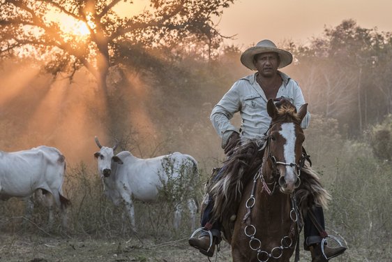Cowboy in Brasilien ei Sonnenuntergang im Hintergrund die Rinder