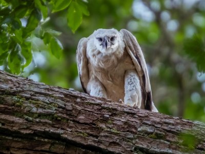 Harpyie (größter Greifvogel der Welt) schaut von einem Ast nach unten