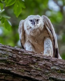 Harpyie (größter Greifvogel der Welt) schaut von einem Ast nach unten