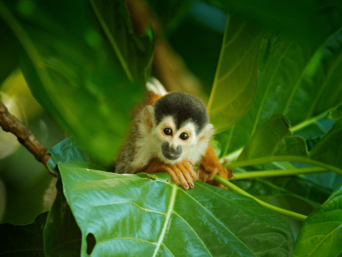 Totenkopfäffchen schaut aus einem großen Blatt hervor