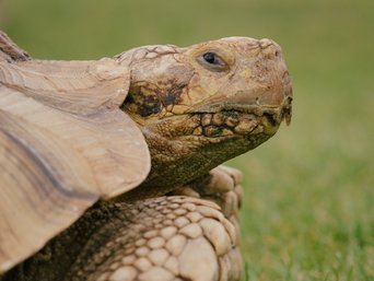 Riesenschildkröte auf einer Wiese
