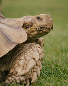 Riesenschildkröte auf einer Wiese