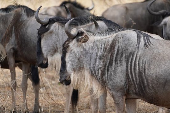 Eine Gnuherde aus nächster Nähe.