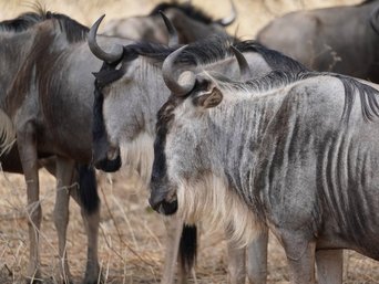 Eine Gnuherde aus nächster Nähe.