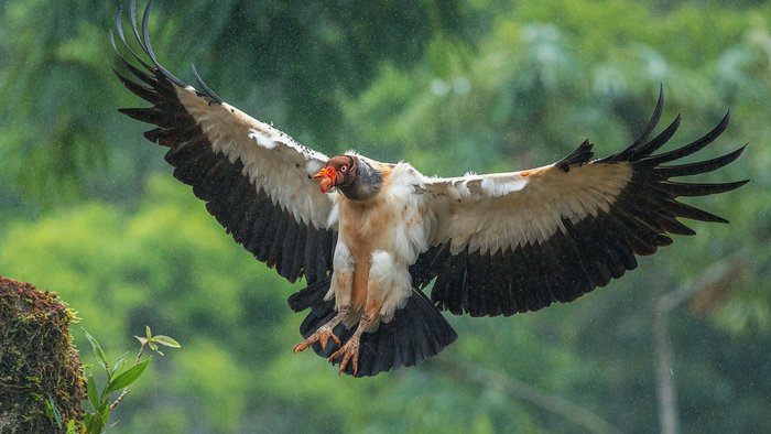 Königsgeier bei Regen im Landeanflug