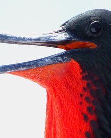 Fregattvogel mit rotem Kehlsack