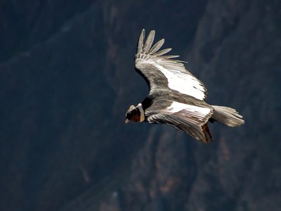 Kondor im Flug