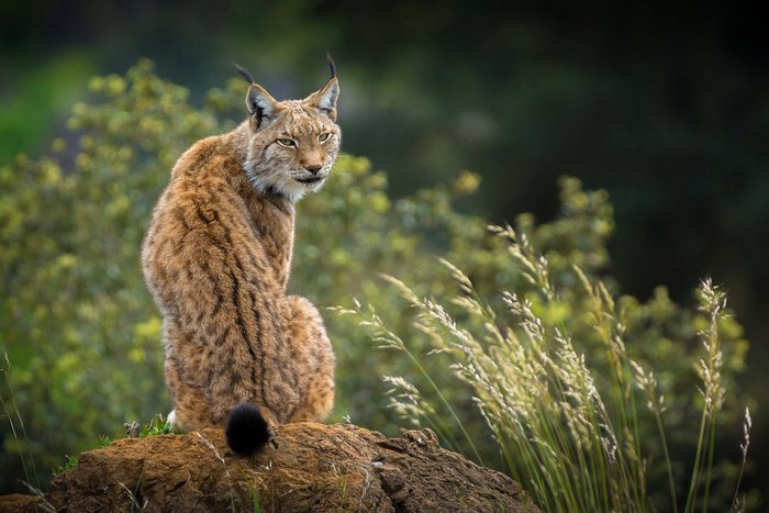 Luchs schaut über seine Schulter nach hinten