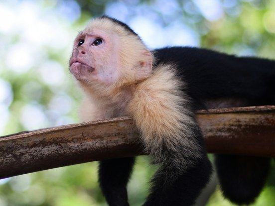 Kapuzineraffe relaxed auf einem Ast