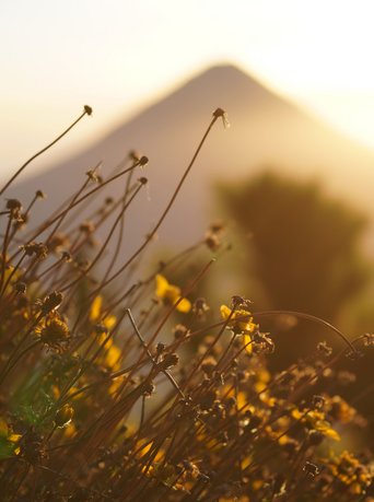 Blumen vor dem verschwommenen Vulkan Agua