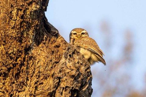 Ein Dschungel-Sperlingskauz im Abendlicht