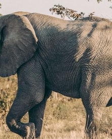 Botswana Elefant Elefant in Botswana