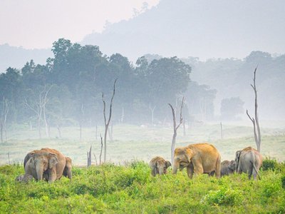 Elefantenherde Sri Lanka