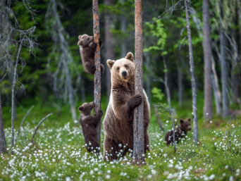 Braunbärmutter mit Nachwuchs, der in den Bäumen spielt