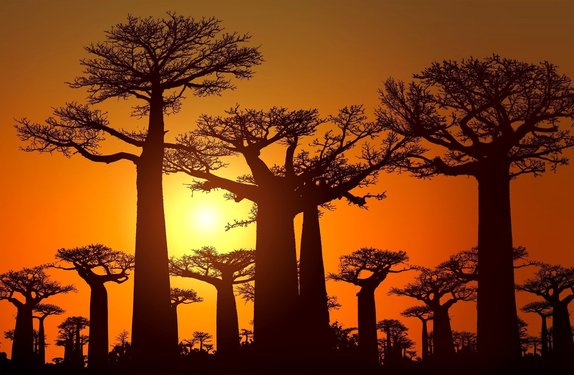 Baobabbäume im Sonnenuntergang
