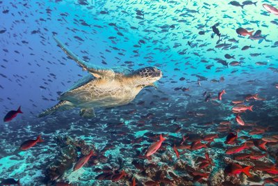 Meeresschildkröte und sehr viele Fische in den Gewässern vor Galapagos