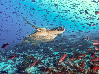 Meeresschildkröte und sehr viele Fische in den Gewässern vor Galapagos