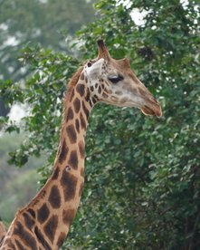 Giraffe vor einem Baum