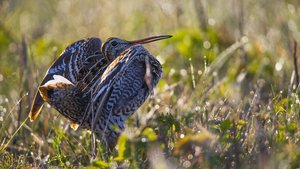 Great Snipe in Litauen, Paramelis