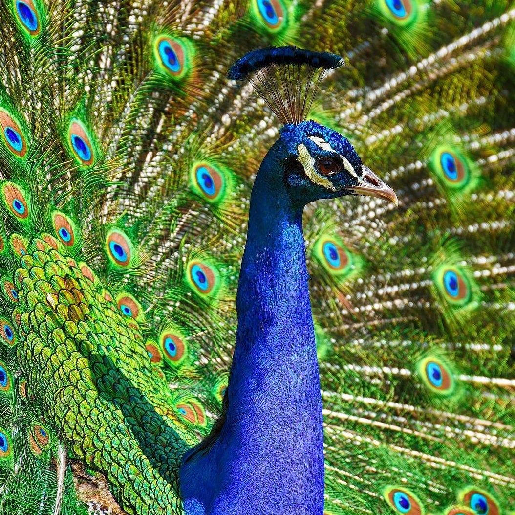 Pfau mit aufgeschlagenem Rad