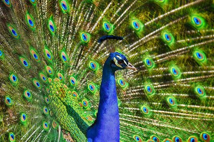 Sri Lanka Pfau Pfau mit aufgeschlagenem Rad