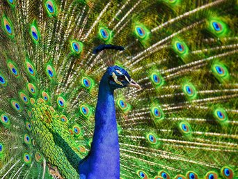 Pfau mit aufgeschlagenem Rad