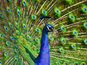 Pfau mit aufgeschlagenem Rad