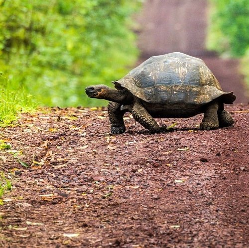 Galápagos Viva la Evolución traveltonature Blog