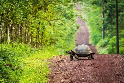 Galapagos Riesenschildkröte überquert eine Matschstraße