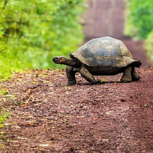Galápagos Viva la Evolución traveltonature Blog