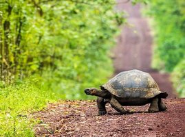 Galapagos Riesenschildkröte überquert eine Matschstraße