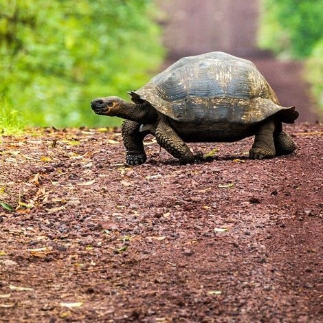 Galapagos Riesenschildkröte überquert eine Matschstraße