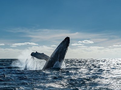 Wal springt aus dem Wasser