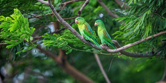 Zwei Tovisittiche auf einem Baum in Managua