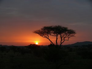 Die Sonne verschwindet hinter einem Baum in der Savanne