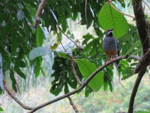Ein Vogel sitzt auf einem Ast.